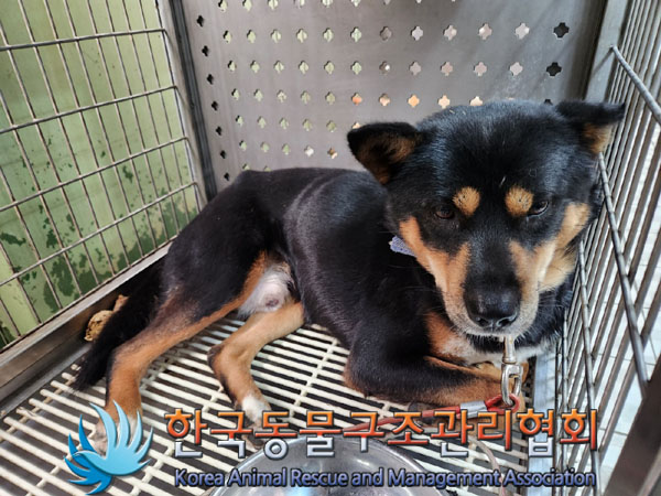 한국동물구조관리협회_441559202301007